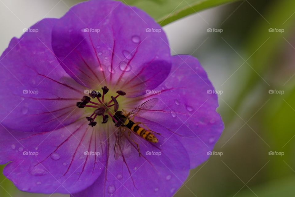 Wasp pollinating on flower