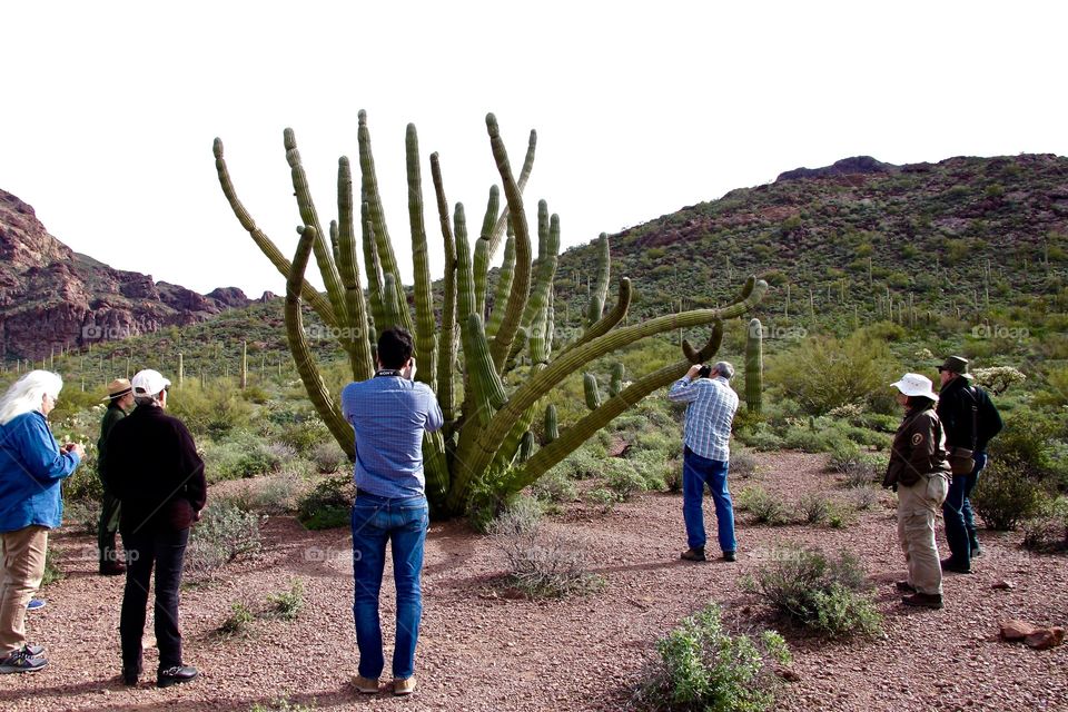 Viewing a Huge Organ Pipe Cactus