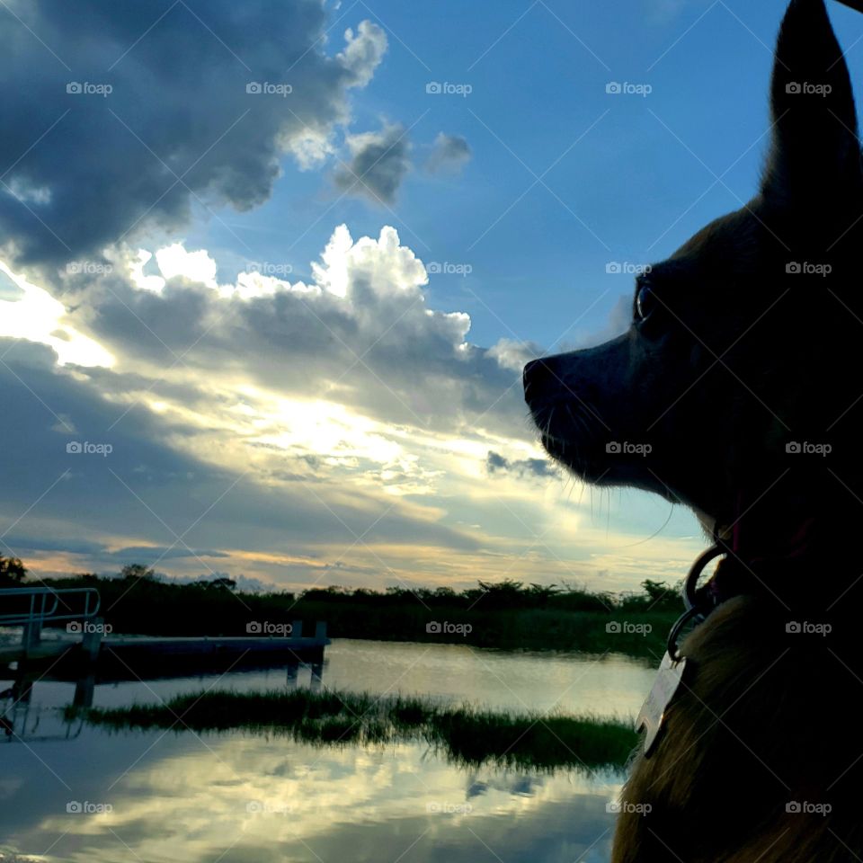 Sunset with my loyal Chihuahua soothing clouds in Everglades