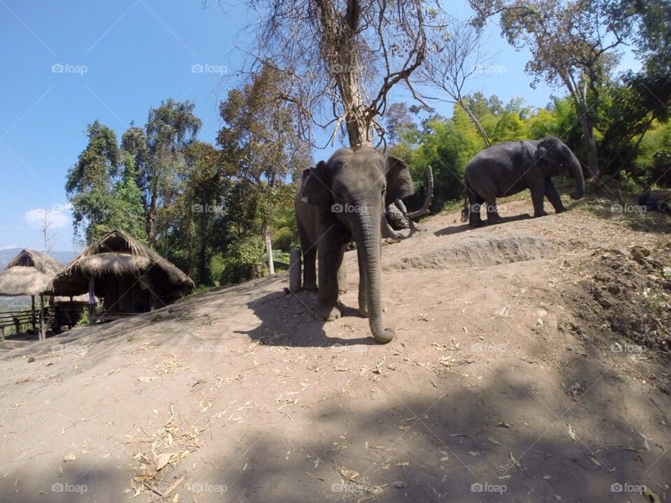 Elephant home