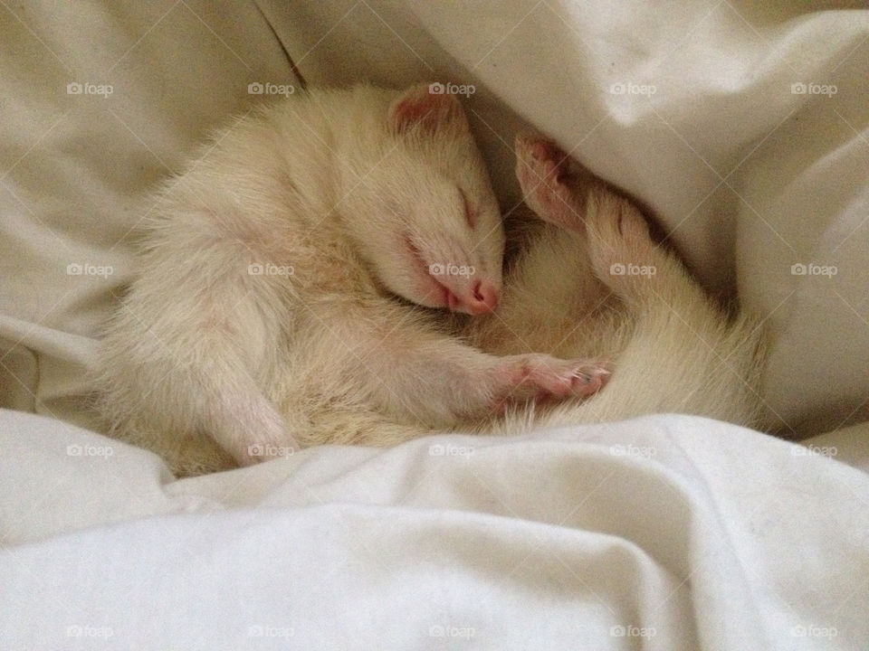 Cuddle ferret 