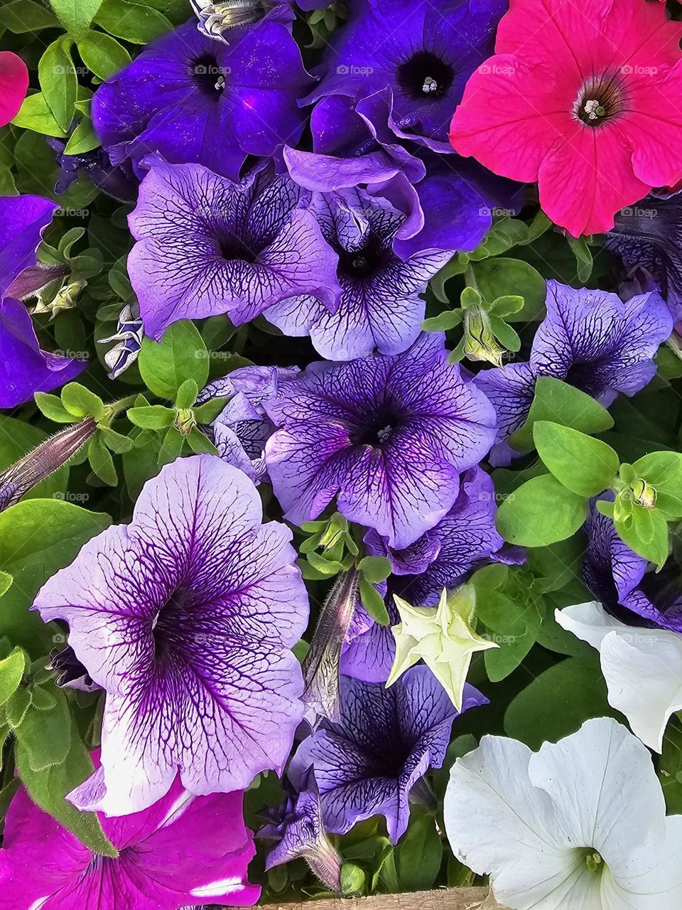 "Late spring flowers; Petunias" Petunias come in a array of colors and patterns but one of the prettiest is the purple one. Either the plain purple or the veiled purple are favorites among Petunia lovers.