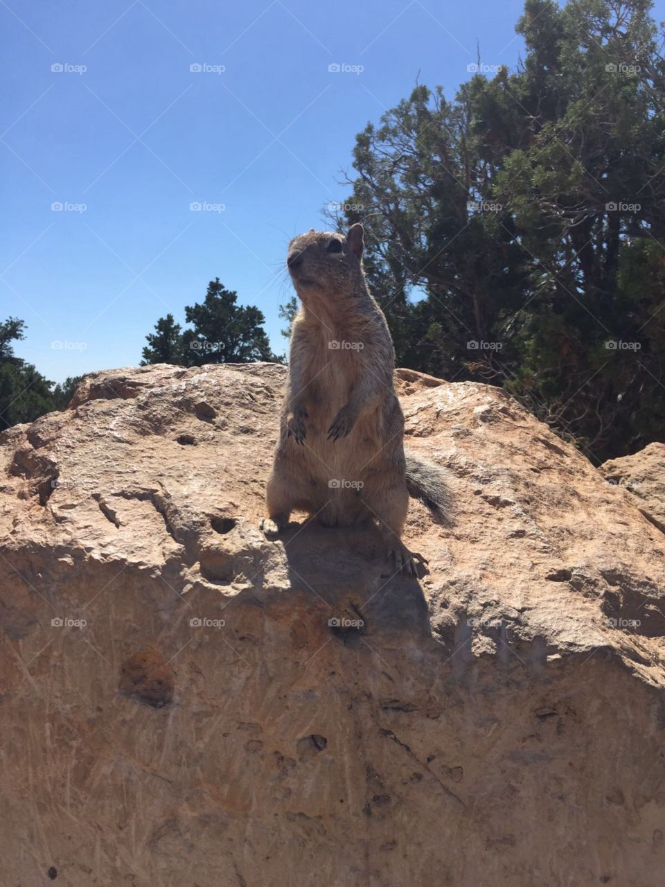 squirrel at gran canyon