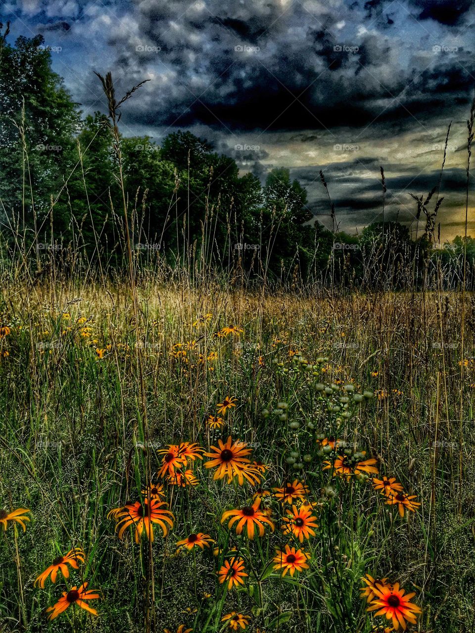 The bright wild flowers . Wildflowers it shine brightly on a stormy dark day