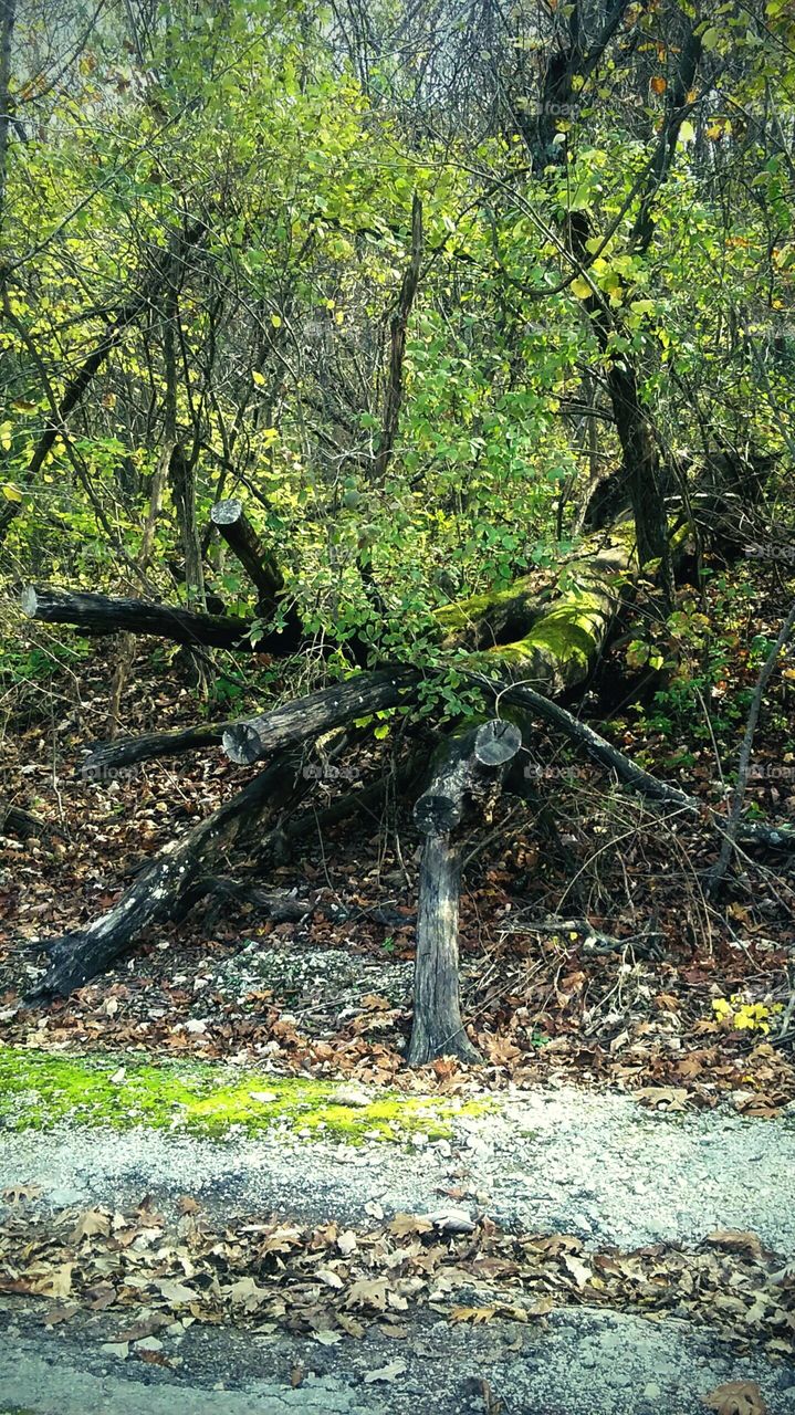 Fallen Tree