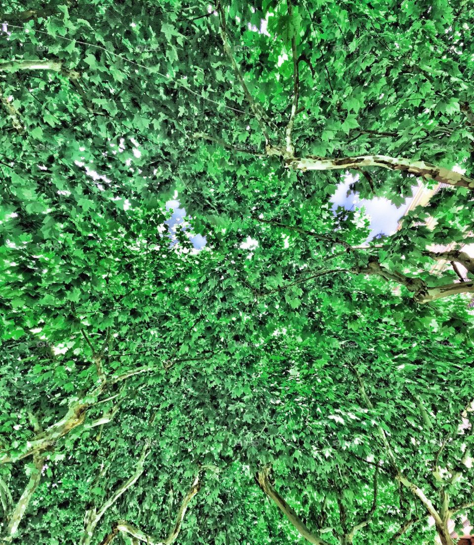 A forest. 
