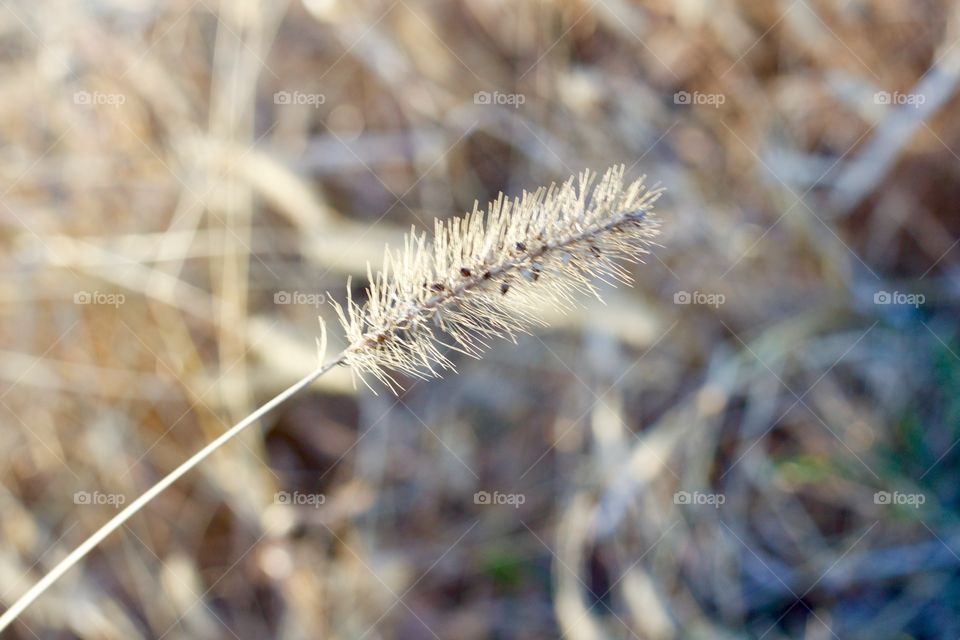 The muted colors of autumn in a dried weed and a field in pale autumn sunlight