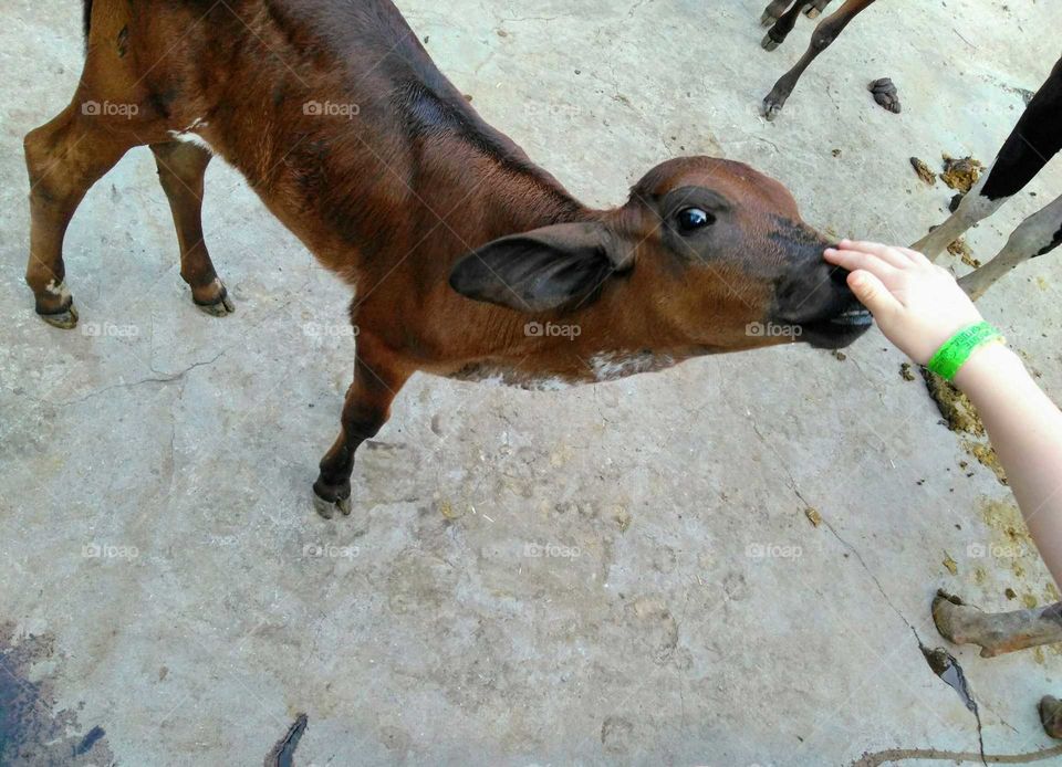A hand caressing a baby cow
