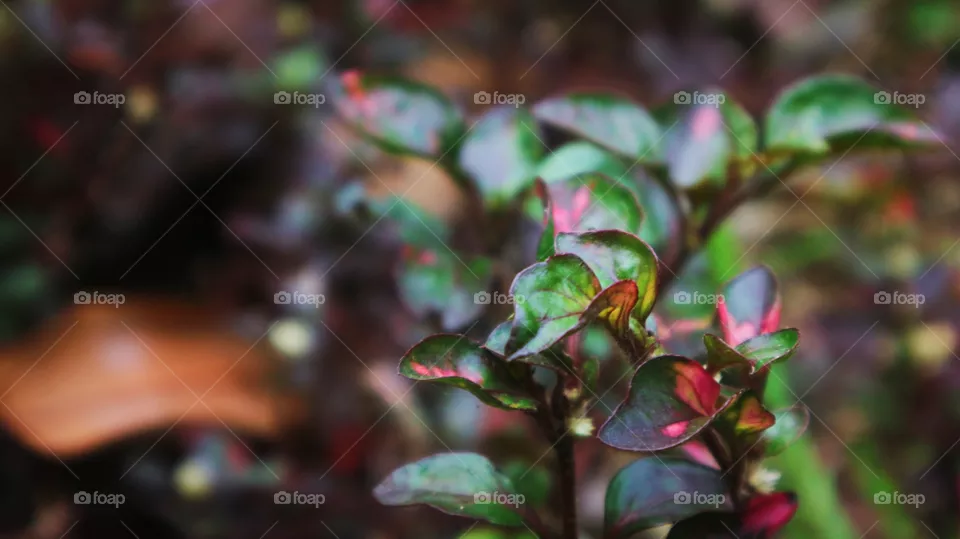 portrait of a plant