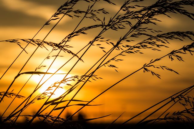 sun