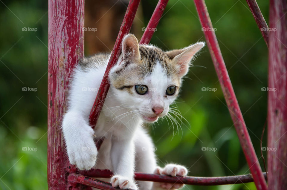 Kitten in the park.