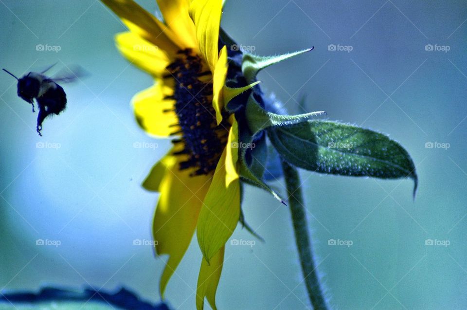 Bee on a sunflower 