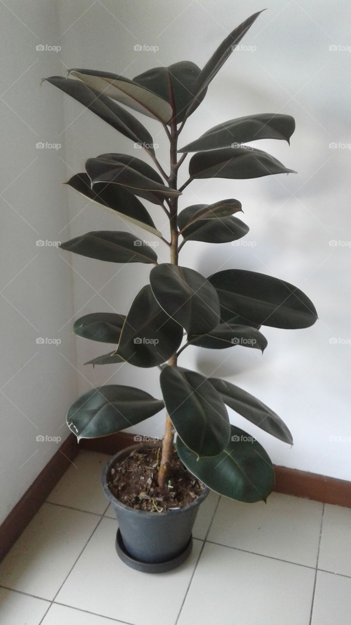 Indoor plant & Oxygen