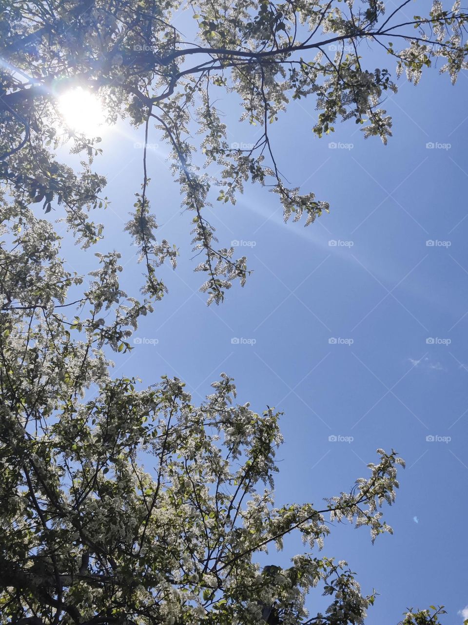 The rays of the sun through the branches of bird cherry