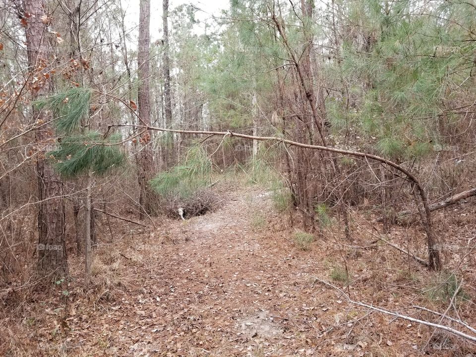 Mississippi country rural wooded winter hiking path