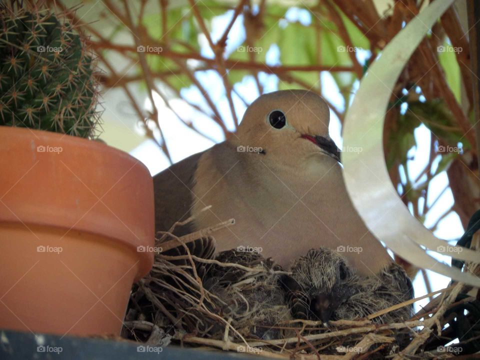 mother dove with her two babies in their nest in a shelf in the back yard