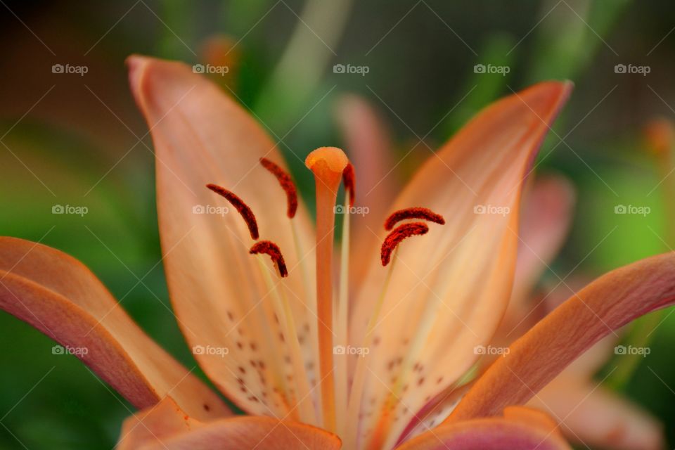 Flower Close up 