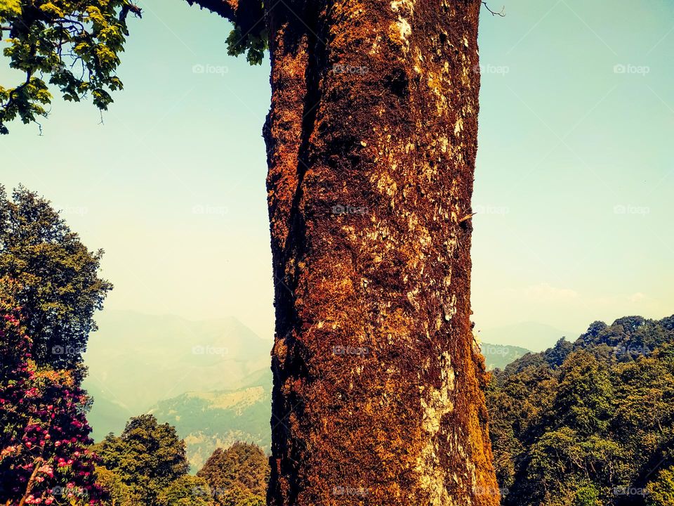 A amazing view of tree in the sunset
