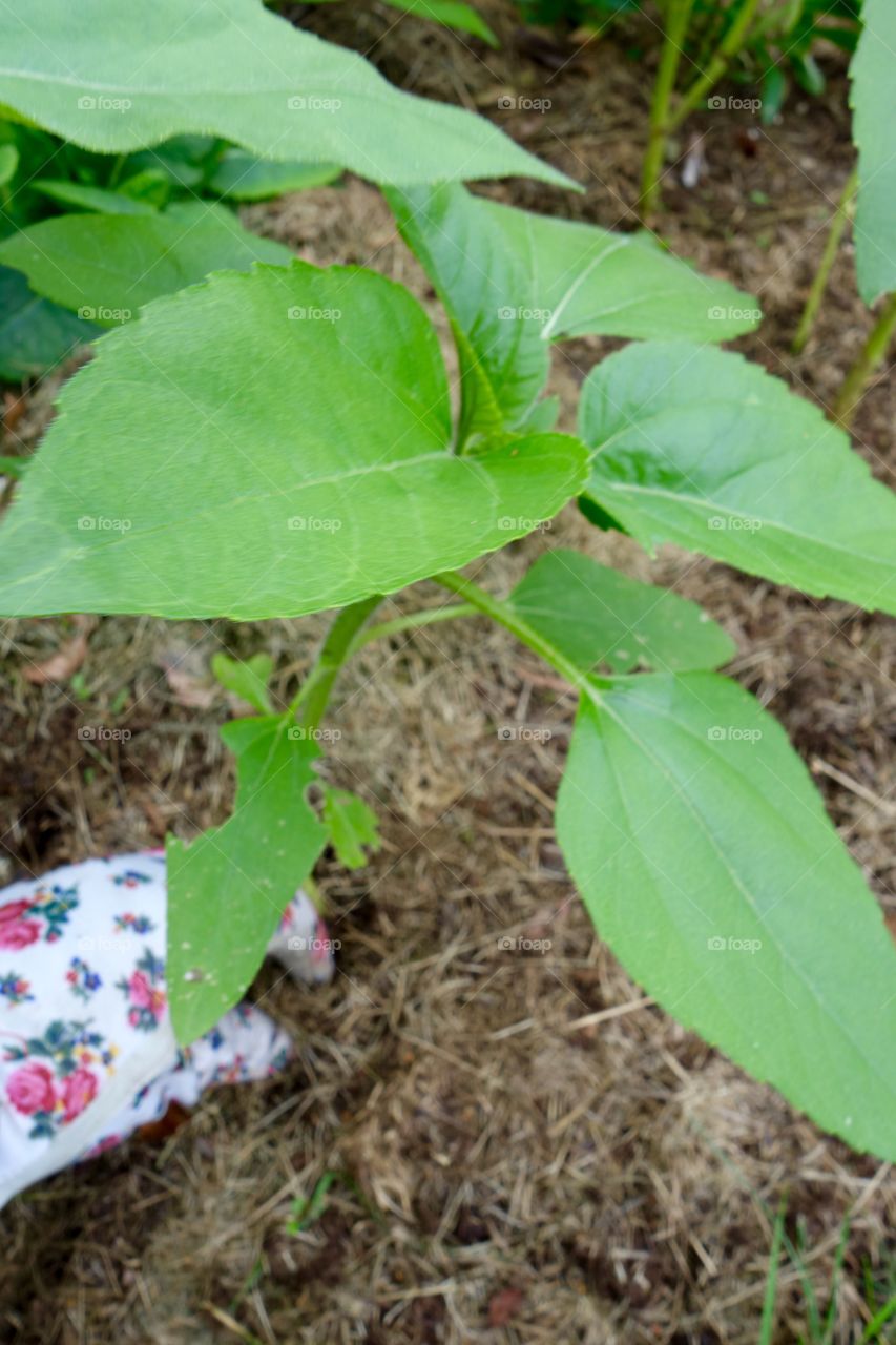 I put sunflower seeds in the soil that I had left from feeding the birds during the winter. I now have small Sunflower plants all over my garden. I am waiting for them to blossom.