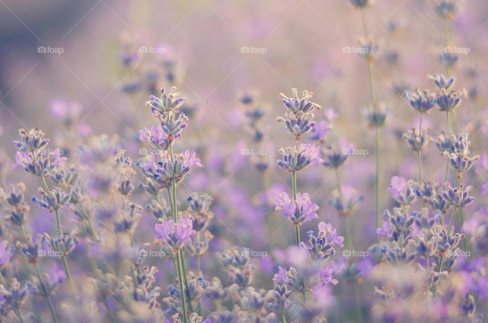 Pastel Colors Series Lavender