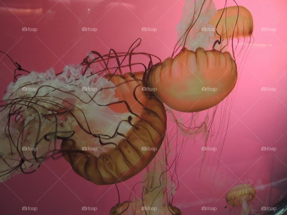 Jellyfish fascinate me. Their colors and shapes seem to transform their simple movements into a dance.