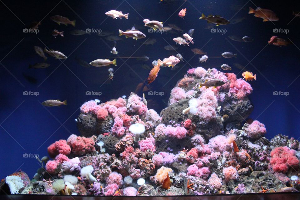 Aquarium