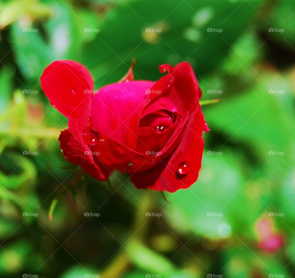 Rose bud  with rain drops