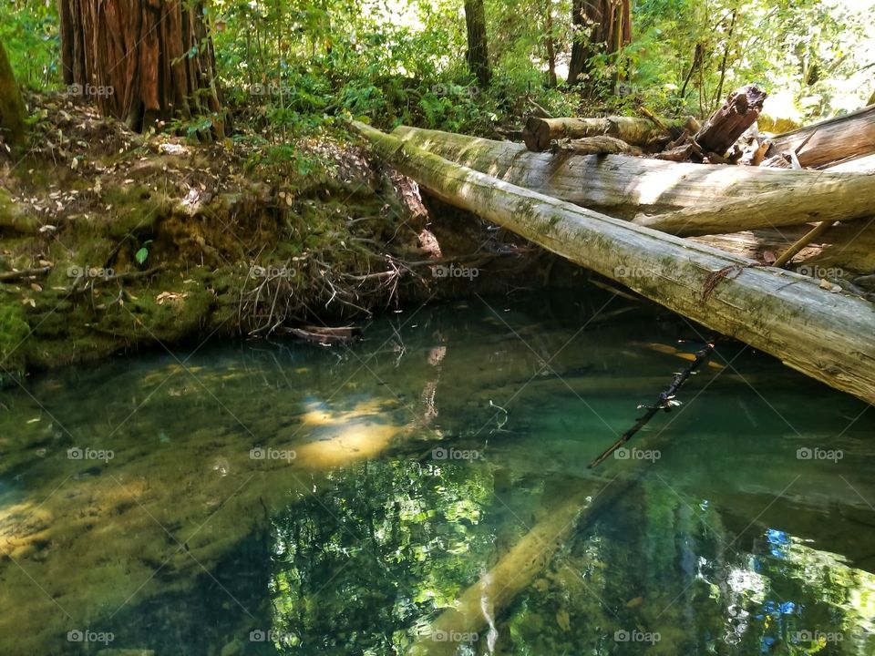 Can You Spot the Fish?