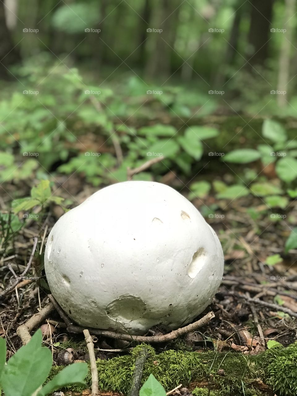 That’s one big mushroom!