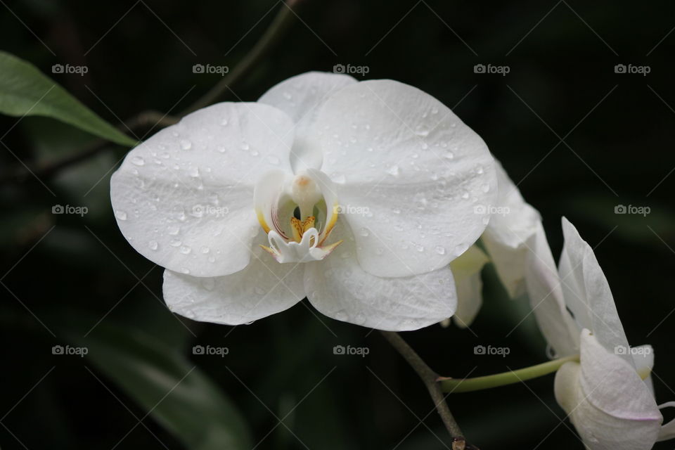Water drop on white orchid