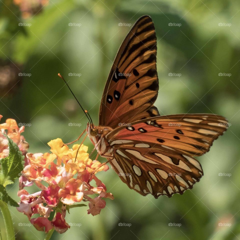 An elegant Gulf Fritillary graces a fire-colored lantana with its presence. Raleigh, North Carolina. 