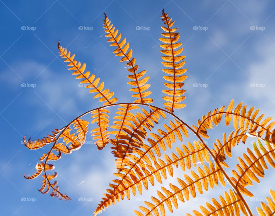 Wild nature and blue sky