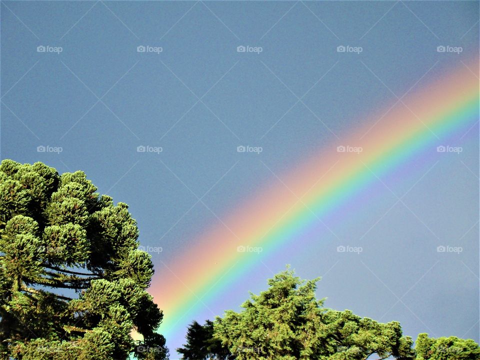 Rainbow over pine trees 