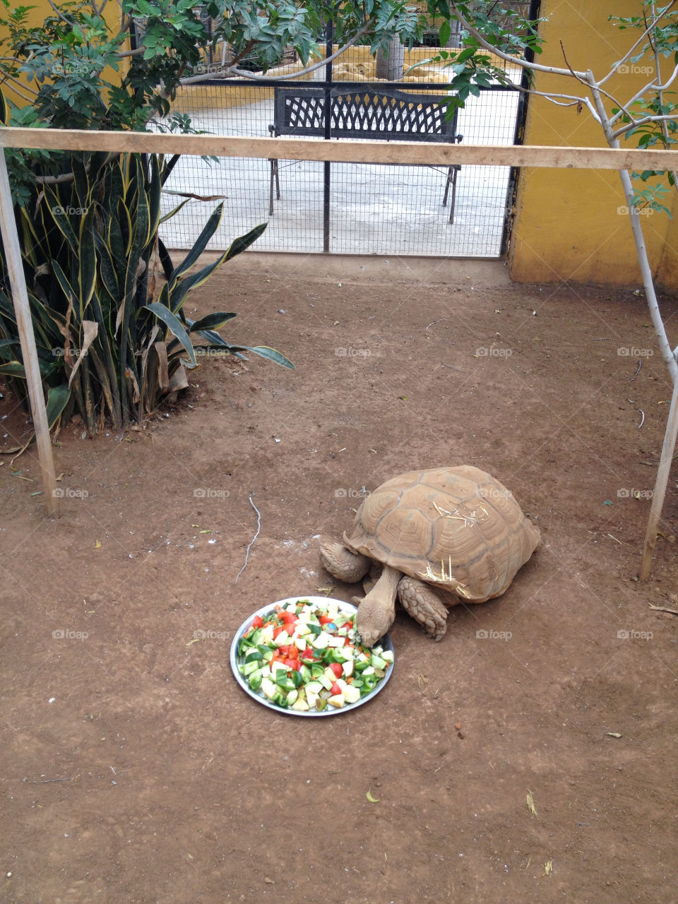 Tortoise getting his 5 a day