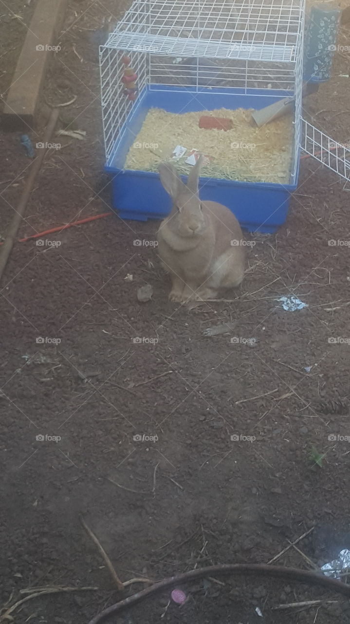 it's bunny
