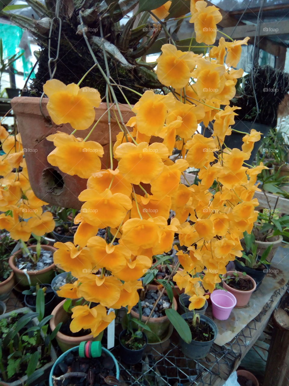 Dendrobium agregatum