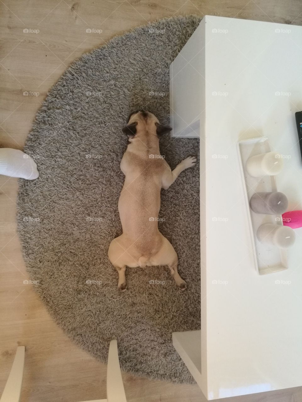 High angle view of dog lying on carpet