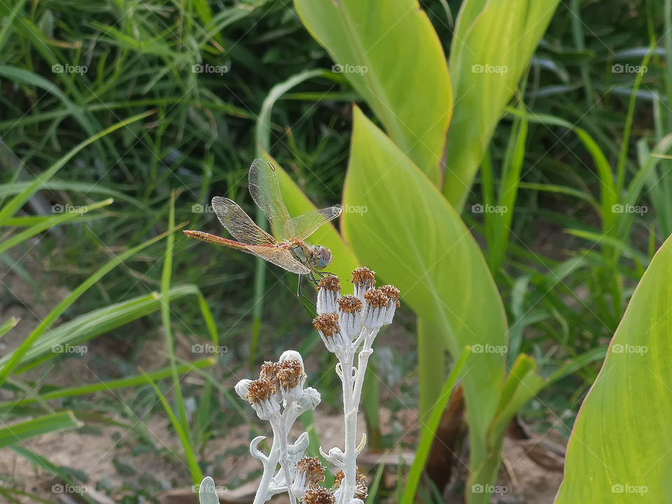 A dragonfly on flowers. Shoot 2.