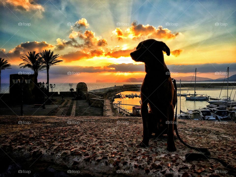 dog shadow at the sea sunset - Alghero Italy