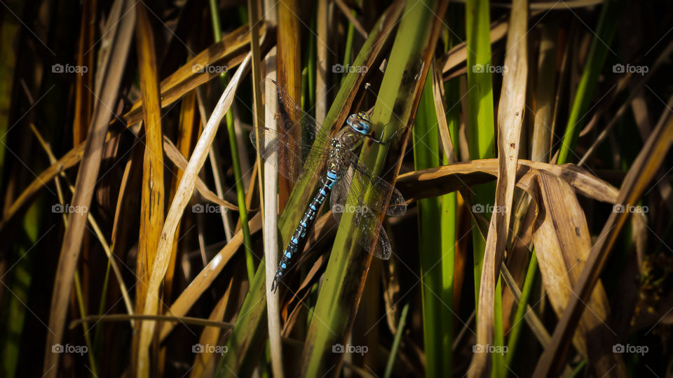 A majestic dragon fly resting on a mess of bull rushes. Difficult to catch resting as the sun was high and obviously very alert.