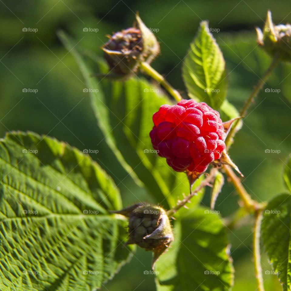ripe raspberry on a bush