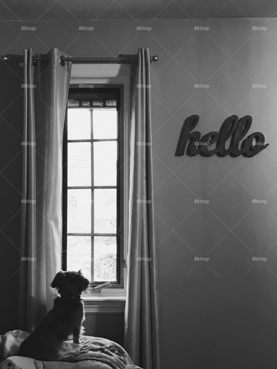 Dachshund dog or puppy looking out window black and white image with hello sign