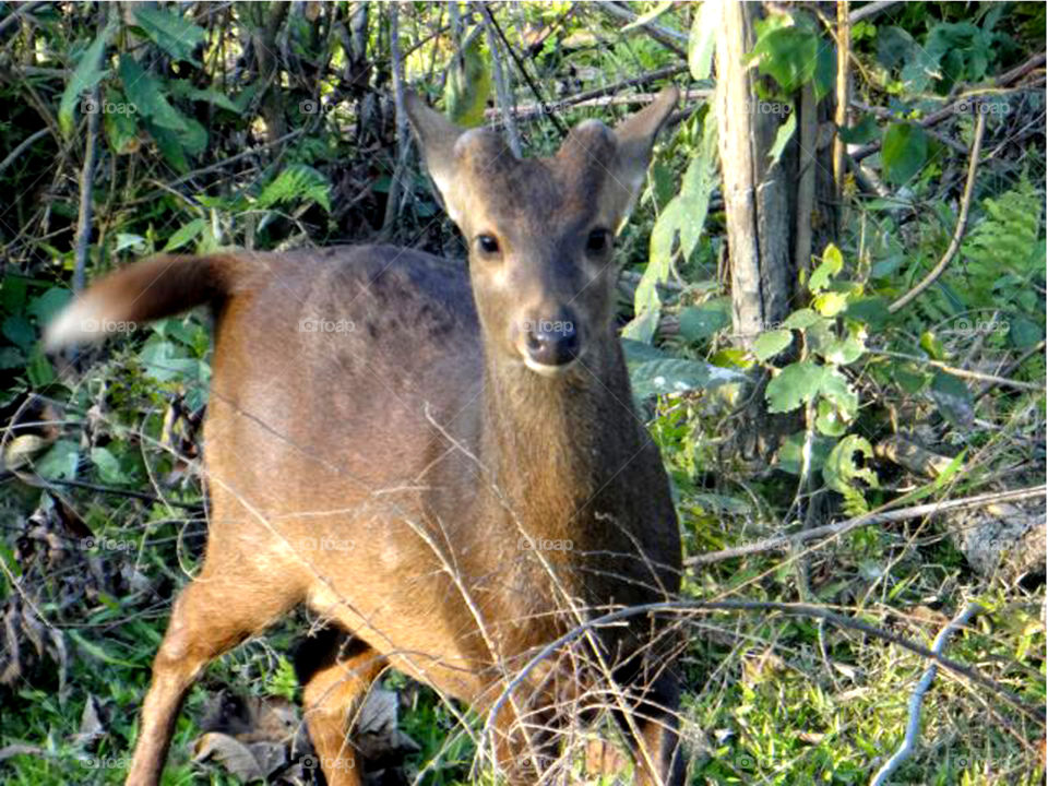 Barking deer. 

Taked photo in Assam kaziranga national park.