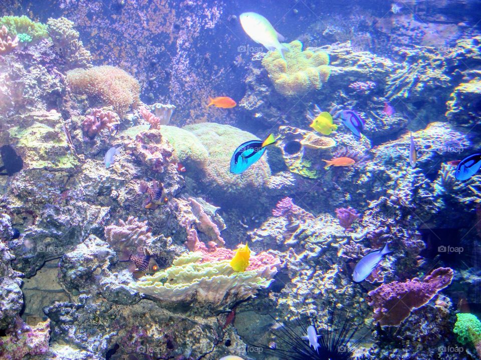 Saltwater aquarium exhibit