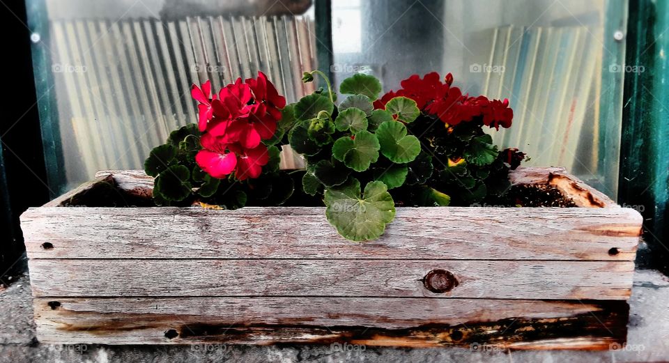 Red geraniums in a window box, in front of some books