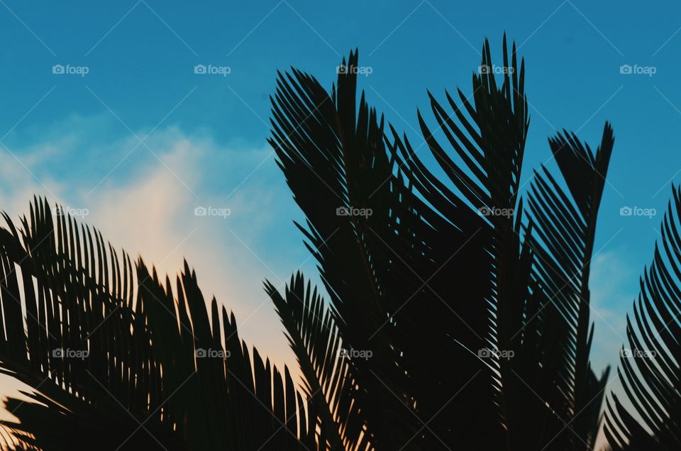 palm leaves under the sunset! note saturation, silhouette, contrast