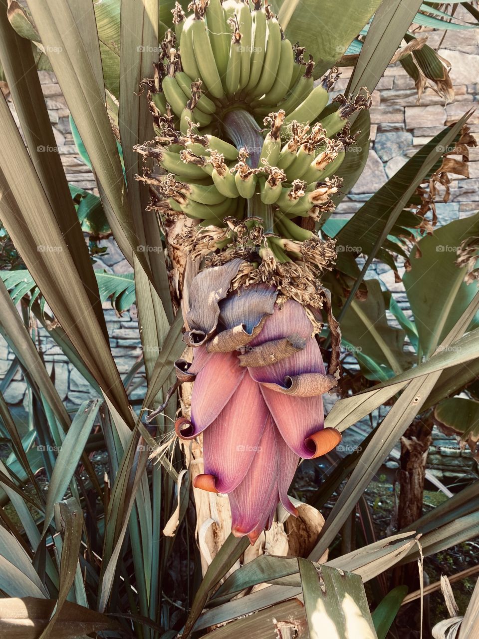 Banana Tree, Flowering 