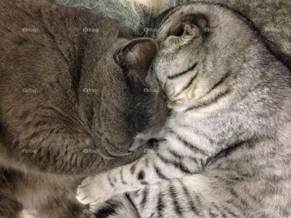 Two cats sleep hugging 