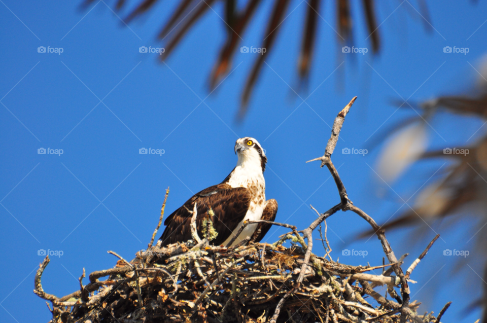 feathers wildlife nest osprey by tfmiller