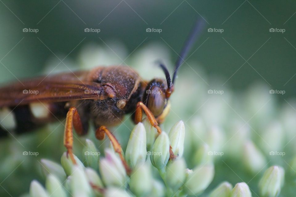 Queen bee . Took this shoot a queen bee collecting pollen 